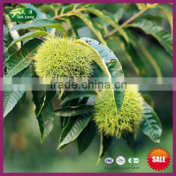 2015 Chinese Yanshan Grade ASS Fresh Chestnut for Canned Chestnuts