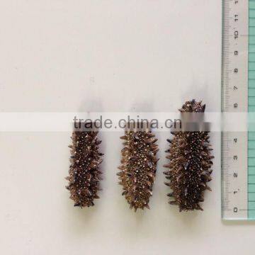 collagen , healthy , to buy sea cucumber at reasonable prices , small lot order available