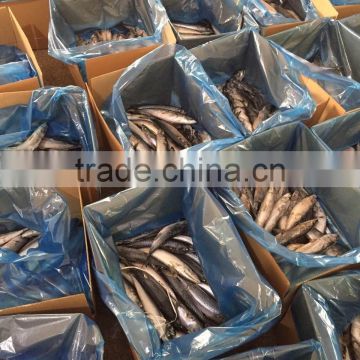 good quality pacific mackerel 200-300g manufacturer
