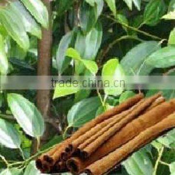 Cinnamomum verum, Cinnamon Tree
