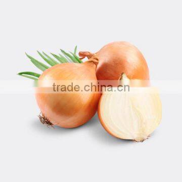 farm chinese yellow onions for wholesales