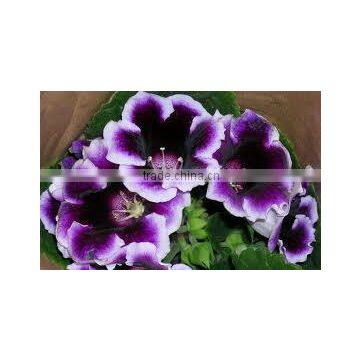 Sinningia speciosa (Gloxinia)