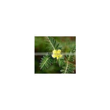 tribulus terrestris saponins standardized extract