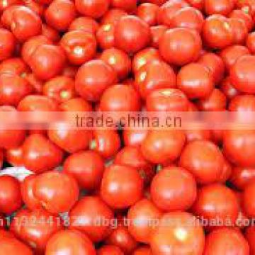 fresh tomato exporters in india/red tomato supplier