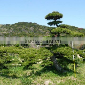 Pinus thunbergii Ornamental tree