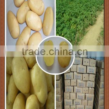 Chinese fresh potato Producer & Farmer