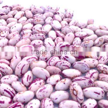JSX great price lskb Dried style export light speckled kidney beans