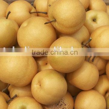 new China fresh Singo pear fruit