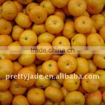 Baby Mandarin From China