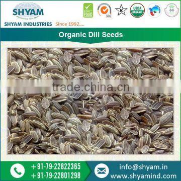Neatly Processed Organic Dill Seeds Ready for International Export