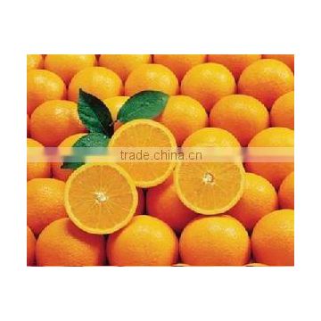 China Navel Orange
