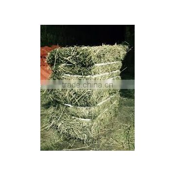 Grass hay bale, grass for animal feeding, hay grass bale, hay bale, Rhode hay bale