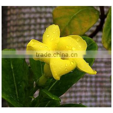 Urichites lutea variegata Urechites Variegated Yellow Buttercup Climber Yellow Mandevilla