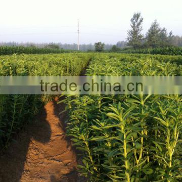 High RA Content Seeds Stevia/Stevia Seeds/Stevia Rebaudiana Seed For Sale New Improved Variety-Xian Nong No.3