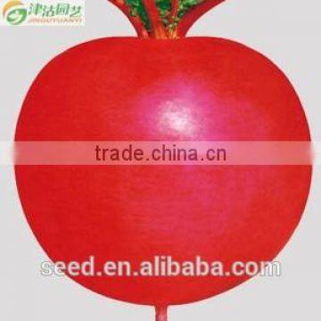 Red Skin High Quality Hybrid Radish Seeds