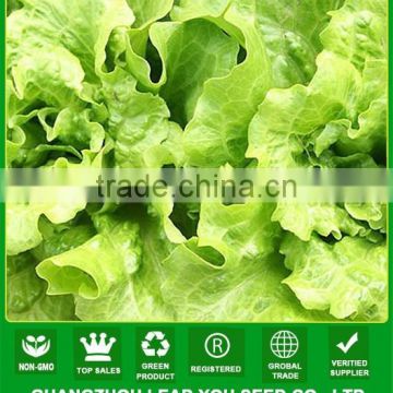 MLT08 Dake heat resistant green chinese lettuce seeds in vegetable seeds