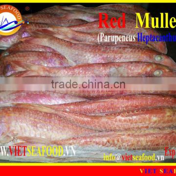 FROZEN RED MULLET WHOLE ROUND