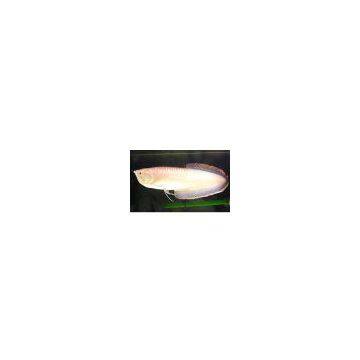 Sell Sliver Arowana