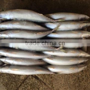 China-made frozen pacific mackerel fresh hot sale fish