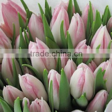 Quality hot-sale decoration tulips