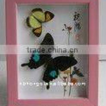 Butterfly Specimen with Wooden Frame