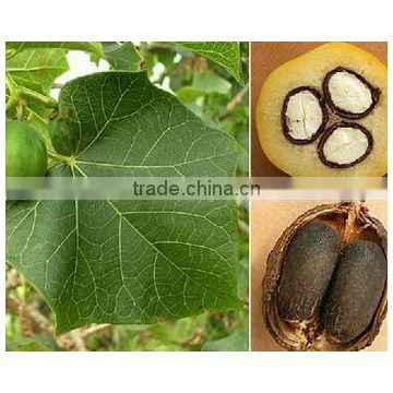 High quality tree seeds buy jatropha seeds