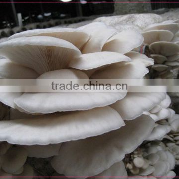 whole 2-3cm brined oyster mushroom