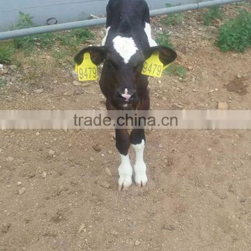 high quality big size two pieces cow TPU yellow ear tag