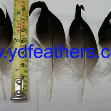 mallard duck curled tail feather from China