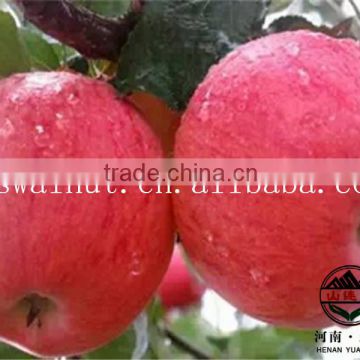 2015 Hot Products Fuji Apples Exporter