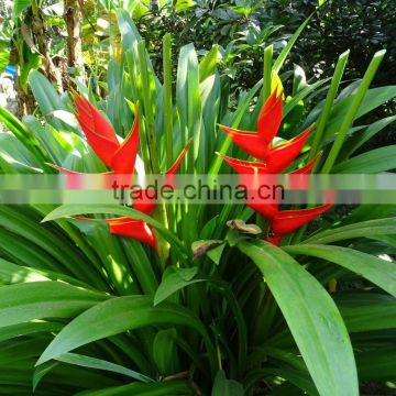HELICONIA FLOWERS