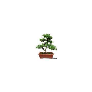 Bonsai