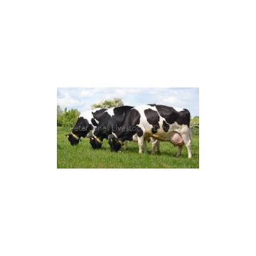 Pregnant Holstein Heifers Cattle