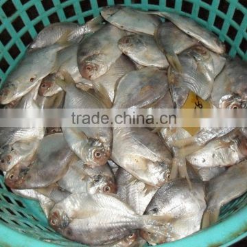 Frozen Whole Round Butterfish 68-87g A