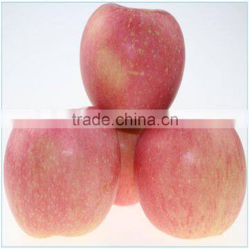 wholesale red fuji apple suppliers