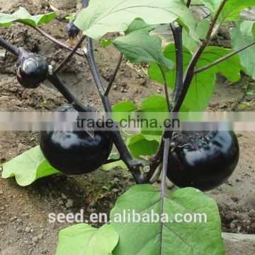 2014 purple hybrid eggplant seeds SXE No.1