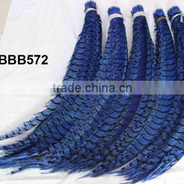 Blue Lady Amherst Center Pheasant tail feather LZBBB572