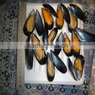 frozen cooked mussel recipe