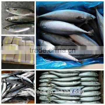 new arrival competitive price Frozen mackerel