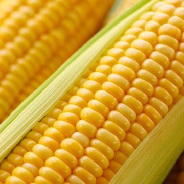 Quality Imported Fresh Sweet Corn Best Price Natural Fresh Sweet Corn Food Prices