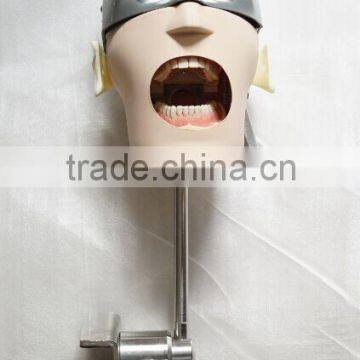 dental teaching phantom with for dental training--Type 2