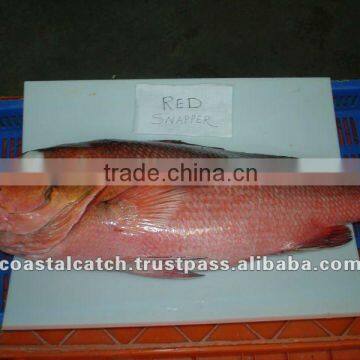 Frozen Red Snapper Fish IQF