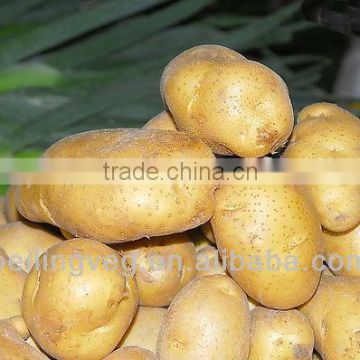 new crop fresh potato from China