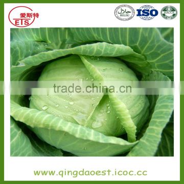 Shandong hot sale fresh cabbage