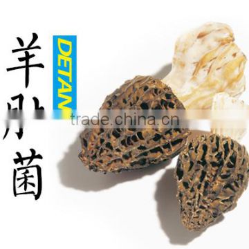 cultivated Morel mushroom/dried morel/black morchella conica