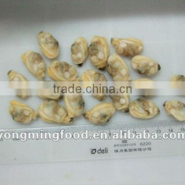 Frozen boiled short necked clam meat