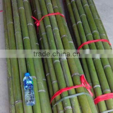 Bamboo poles and Bamboo bent pole
