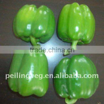 Chinese Fresh Bell Pepper