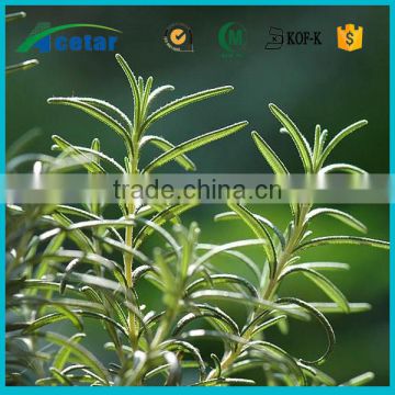 health care product rosemary extract benefits ursolic acid extraction