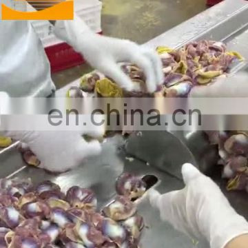 Electric chicken gizzard peeling machine to remove the yellow skin